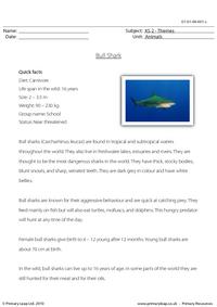 Bull shark comprehension